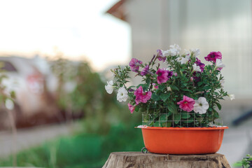 Flower bouquet in a glass on a wooden background. Rustic Still Life.