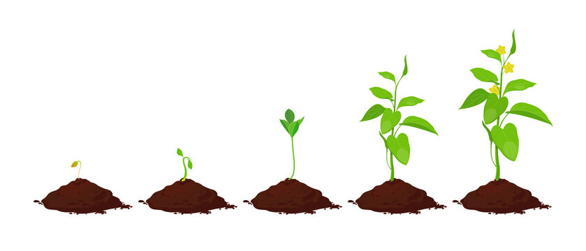 Stages of plant growth in the soil