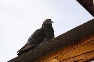bird gray dove close up