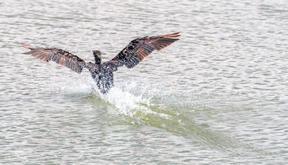 Kormoran