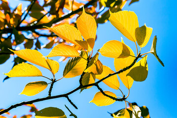 detail of red leaves in indian summer colors