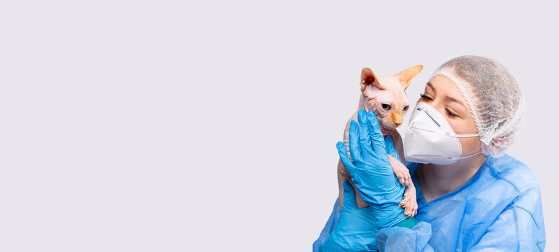 Banner, long format. A female veterinarian in a medical uniform and a protective mask is gently holding a fox cat against a gray background with empty side space for text or advertising.