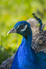 Obraz premium a beautiful Peafowl is laying on the grass