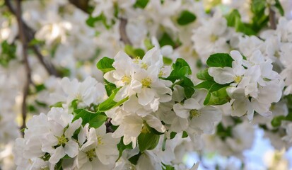 Branch of a flowering apple tree against a blue sky in the spring in the garden close-up

