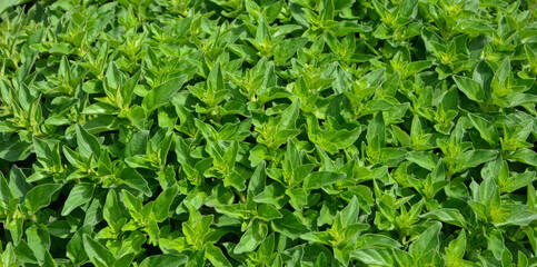  Fragrant fresh leaves oregano in the garden close-up