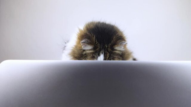 Concept. The cat is at the computer. The kitten watches the news and reacts. Remote work and freelance. Emotions from watching news, work or business. Close-up