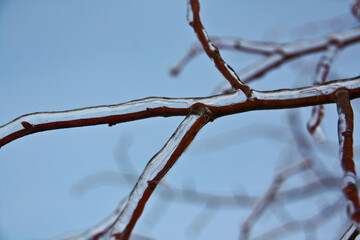 Plants and flowers that are iced over in winter