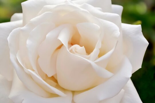 Delightful white and creamy rose in the garden macro.
