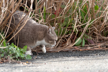 茂みから出てくる野良猫