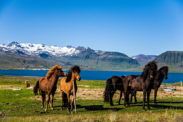 Summer landscape and horses in Southern Iceland, Europe