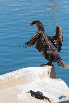 el cormoran se seca las plumas fuera de agua