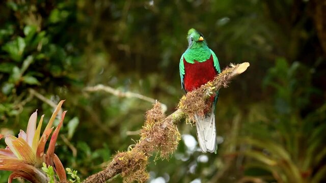 Resplendent Quetzal - Pharomachrus mocinno bird in the trogon family, well known for colorful plumage, long tail and eating wild avocado, green and red. Colorful bird sits on the tree or fly away 