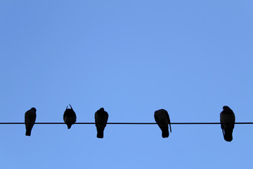 Row of Birds on power line