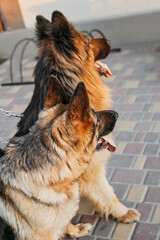 Two German Shepherd Dogs play with owner outdoor. German Shepherd breed Dogs walking outside in summer sun day