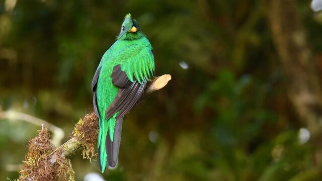 Resplendent Quetzal - Pharomachrus mocinno bird in the trogon family, well known for colorful plumage, long tail and eating wild avocado, green and red. Colorful bird sits on the tree or fly away 