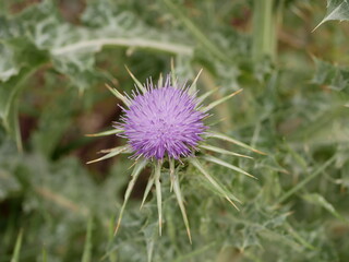 Thistle blooms on a sunny summer day in a meadow. A perennial plant with large spines, used in folk medicine. Raw materials for traditional medicine