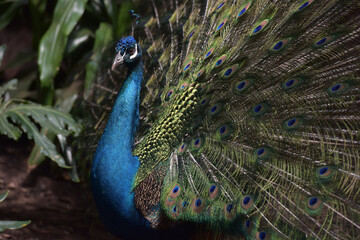 Peacock in Washington zoo