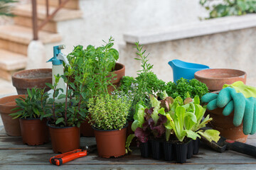 Assortment of spicy herbs and lettuce for planting urban garden