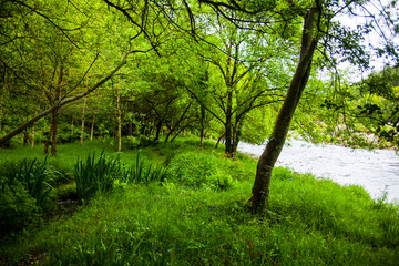 Fototapeta na wymiar Spring landscape in the forests of Ireland