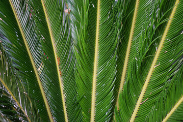 Fototapeta premium Fresh date palm tree leaves seen from below, filling the frame, India