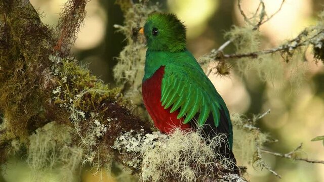 Resplendent Quetzal - Pharomachrus mocinno bird in the trogon family, well known for colorful plumage, long tail and eating wild avocado, green and red. Colorful bird sits on the tree or fly away 