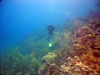                 scuba diver, coral reef , caribbean sea , Venezuela  