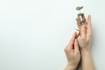 Female hands hold eucalyptus twig on white background