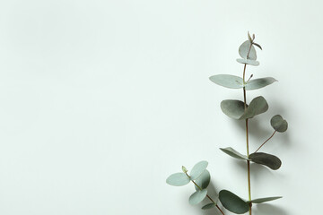 Beautiful eucalyptus plant twigs on white background