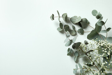 Beautiful eucalyptus and gypsophila on white background