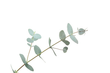 Beautiful eucalyptus branch isolated on white background