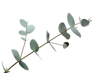 Beautiful eucalyptus branch isolated on white background © Atlas
