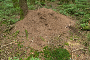 Ameisenhaufen
