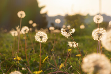 Fototapeta na wymiar Dandelions are fluffy and beautiful in the field close-up. A background of dandelions in the warm sunset light. The concept of summer, freedom, and lightness. Atmospheric golden floral background.