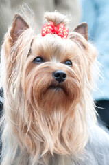 Yorkshire terrier with a red bow