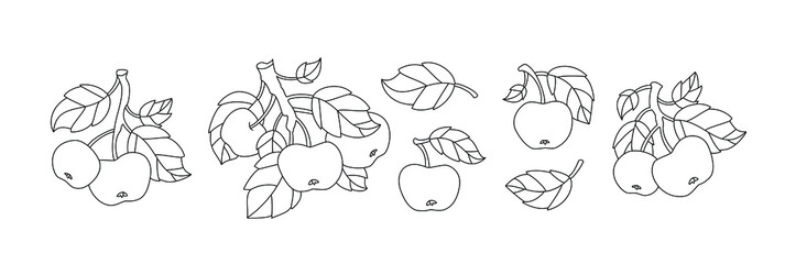 Obraz premium Apple branch and fruit isolated. Set collection. Vector artwork. Vintage style. Coloring book page for adults. Black and white. Bohemian concept for wedding invitation card. Print, poster, wallpaper