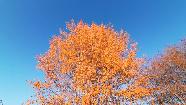 A low angle shot of orange autumn trees against vin HD