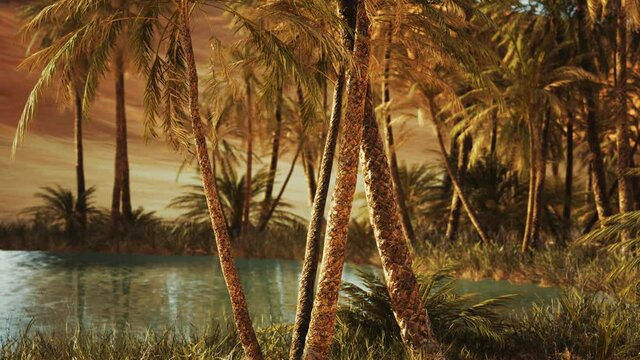 Oasis in hot Sahara Desert