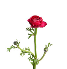 Beautiful fresh ranunculus flower isolated on white