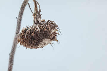 Dried sunflower outdoors under the snow. Beautiful winter background