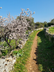 Fototapeta na wymiar Path in the nature near blooming almond trees