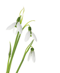 Fototapeta na wymiar Beautiful snowdrops on white background. Spring flowers