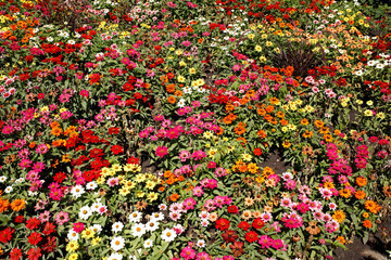 Blühende bunte Sommerblumen, Blumenbeet, Deutschland, Europa