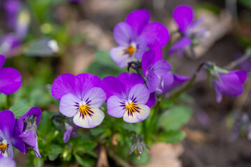 Bright spring pansy flowers.
