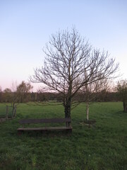 Baum an einer Bank