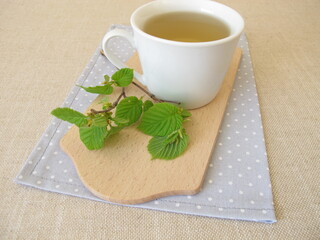 Hazelnut leaf tea and a twig with young hazel leaves