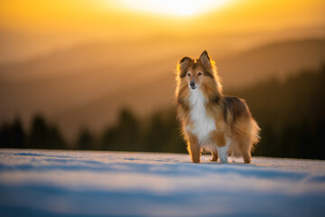 Shetland shepherd dog in mountain landscape with winter, snow, golden hour, sunset