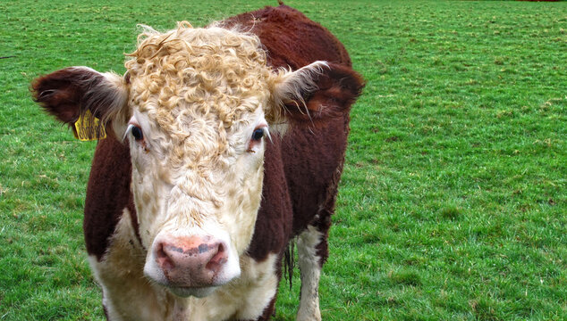 Steer, also called bullock, young neutered male cattle primarily raised for beef