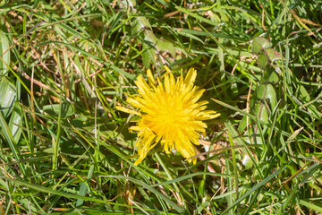 Dandelion flower in a garden during spring