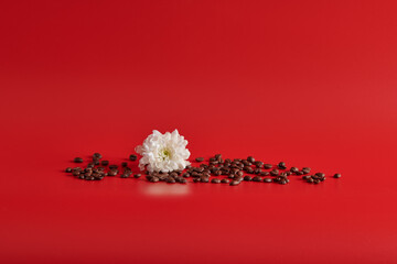 chrysanthemum and coffee lie on a red background