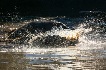 Fototapeta premium Hippos in the water in Serengeti National Park of Tanzania, East Africa